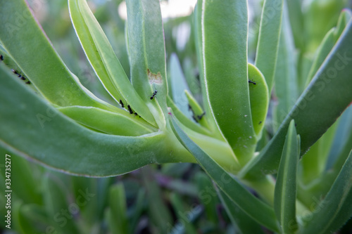 Ants on the leaves of a succulent plant photo