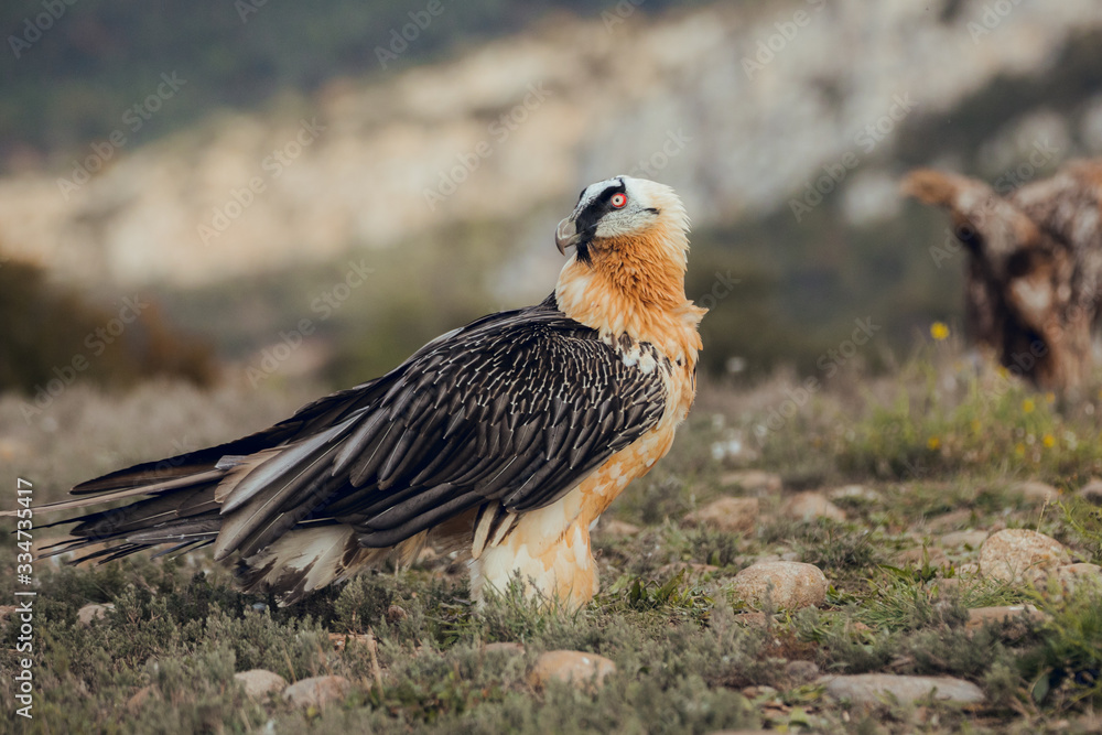 bearded vulture portrait of rare mountain bird bearded vulture portrait of rare mountain bird