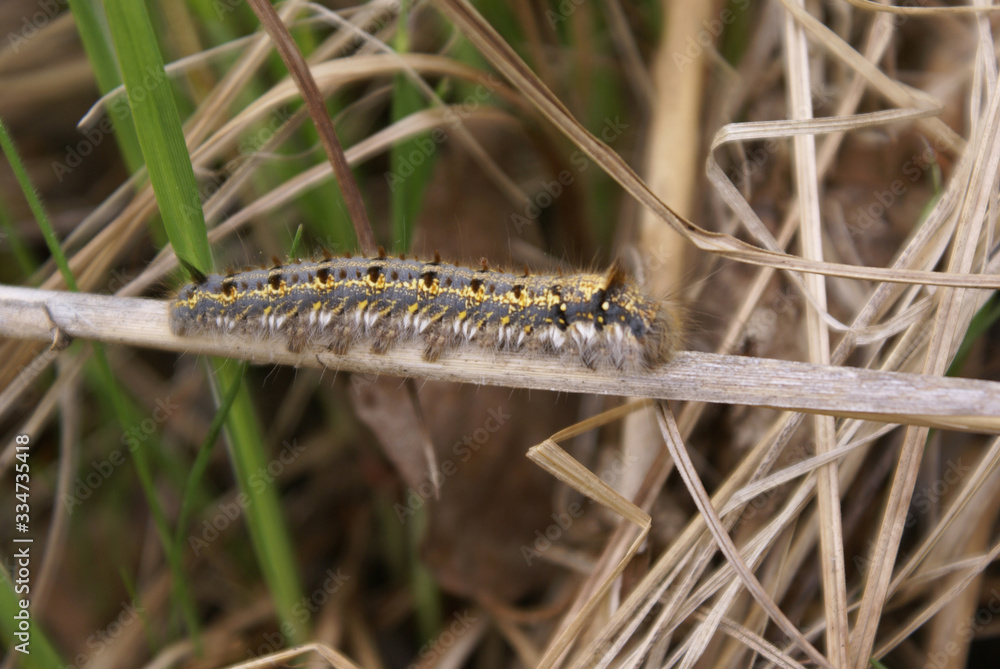 a fluffy caterpillar with a yellow stripe on its back a fluffy caterpillar with a yellow stripe on its back