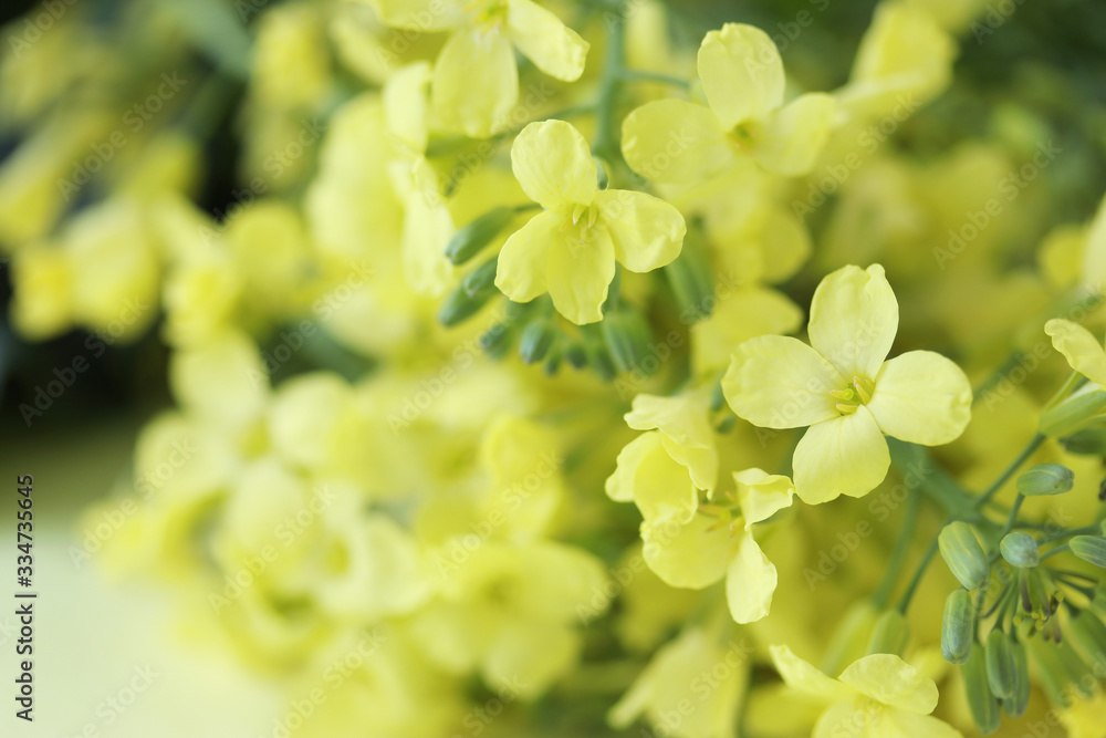 葉の花の花束 ブロッコリーの花 Stock Photo Adobe Stock