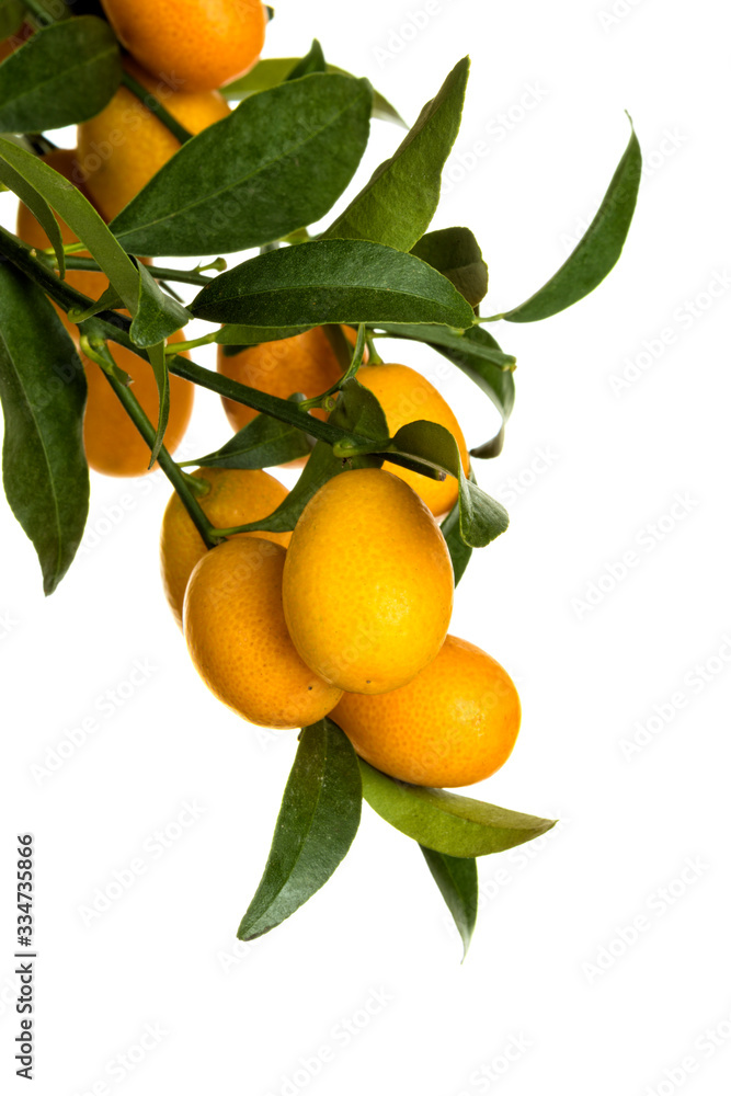 Ripe Kumquat fruits on the tree closeup isolated on white background