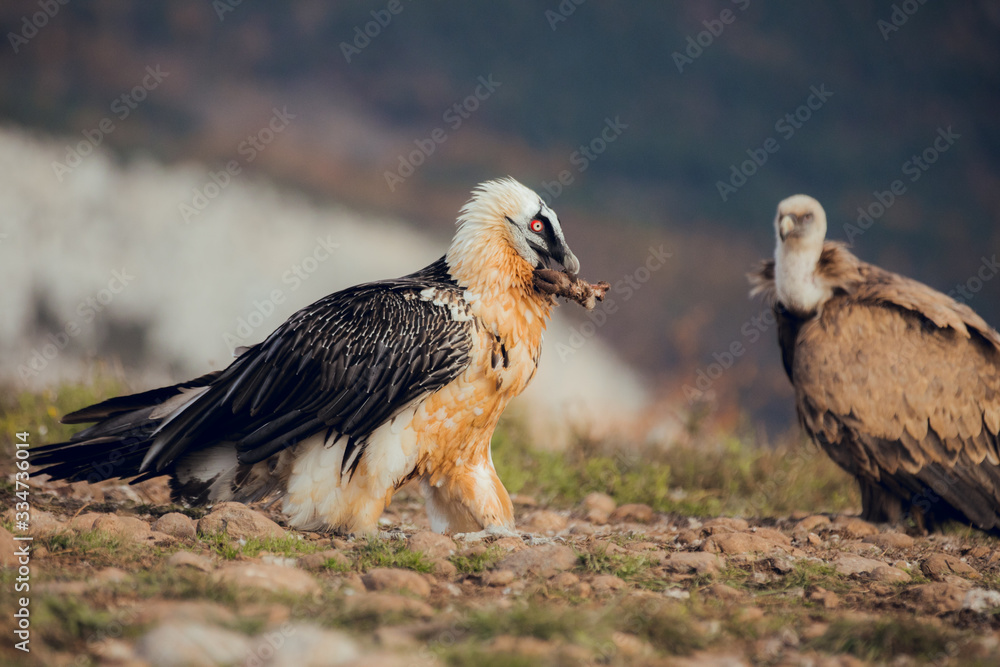 Fototapeta premium bearded vulture portrait of rare mountain bird, eating bones