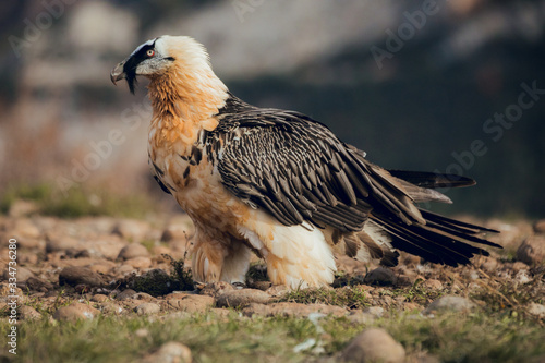 bearded vulture portrait of rare mountain bird in Spain