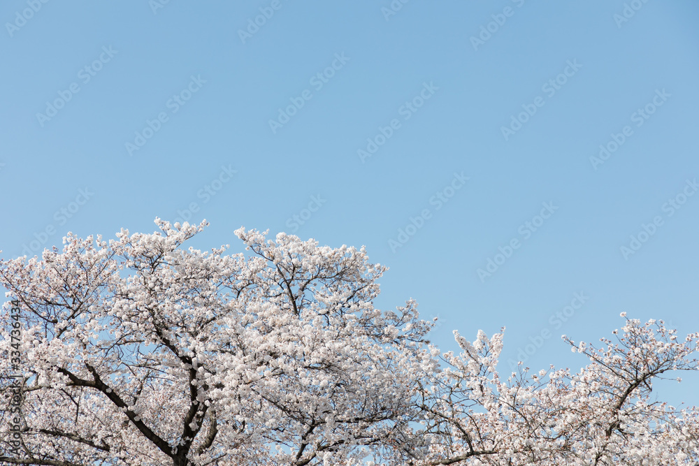 満開の桜 満開の桜