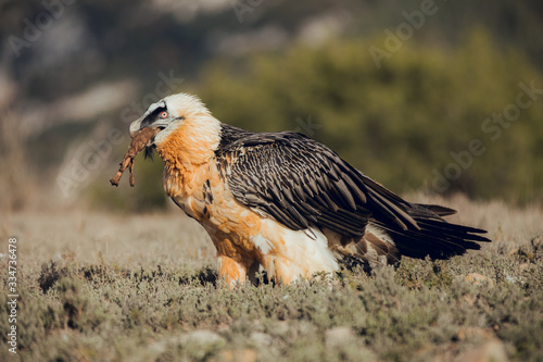 bearded vulture portrait of rare mountain bird, eating bones in Spain