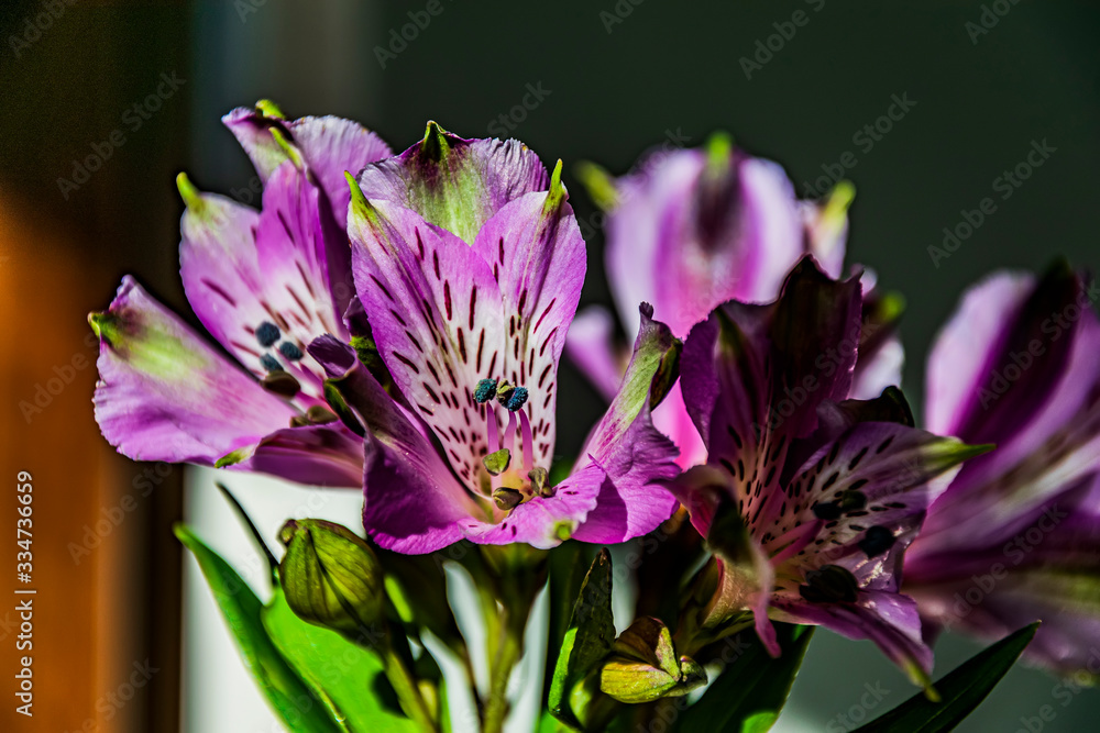 flowers on green background flowers on green background