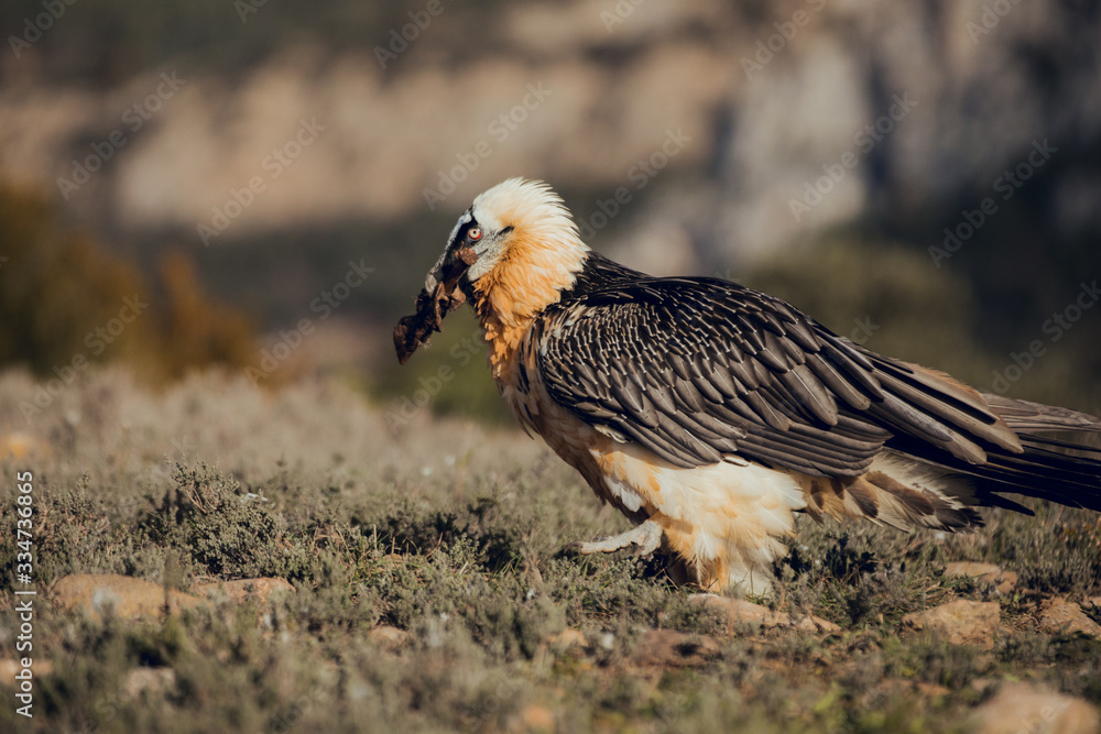 bearded vulture portrait of rare mountain bird, eating bones in Spain bearded vulture portrait of rare mountain bird, eating bones in Spain