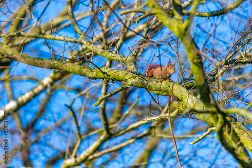 A squirrel runs in the tree top over a branch