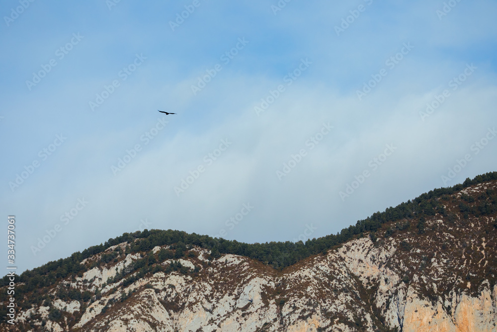 Bearded vulture flying through rocky mountains in Spain Bearded vulture flying through rocky mountains in Spain