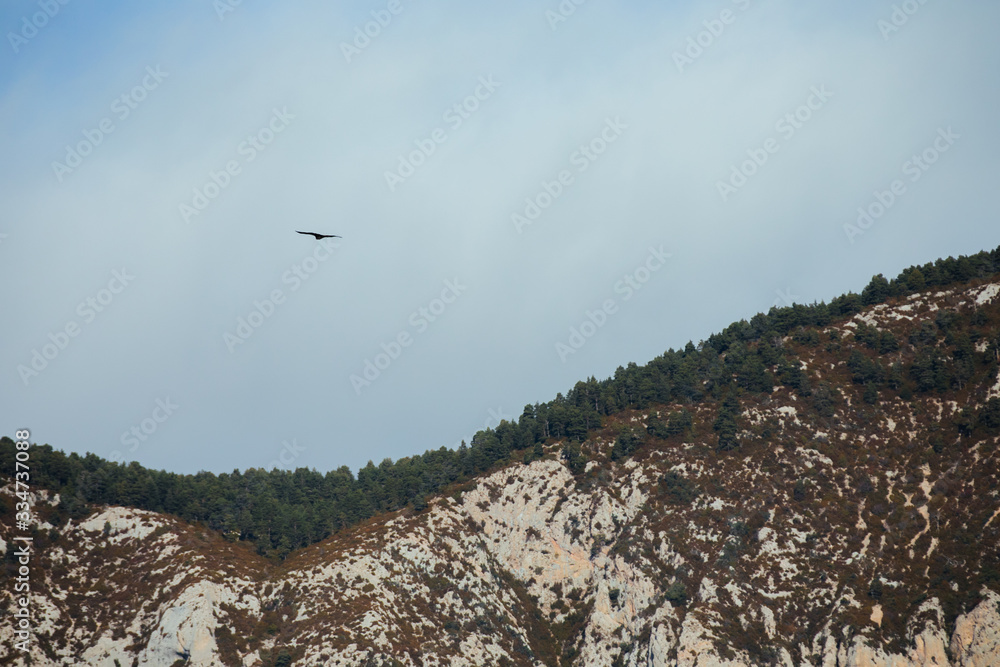 Bearded vulture flying through rocky mountains in Spain Bearded vulture flying through rocky mountains in Spain
