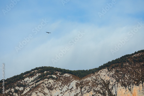 Bearded vulture flying through rocky mountains in Spain