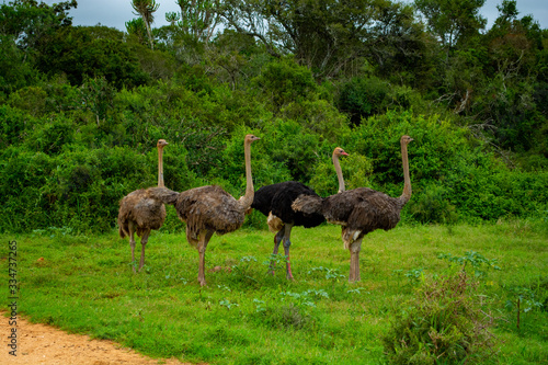 Ostriches At Addo Elephant National Park