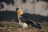 bearded vulture portrait eating in Spain