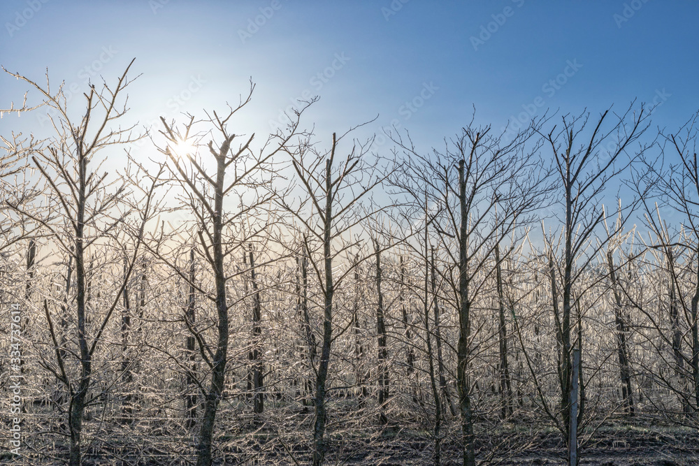Apple trees coated with ice for freeze damage protecton