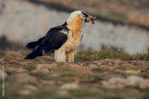 bearded vulture portrait eating in Spain