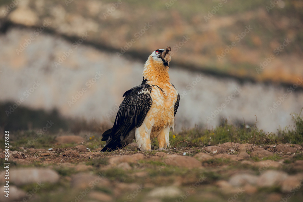 bearded vulture portrait eating in Spain bearded vulture portrait eating in Spain