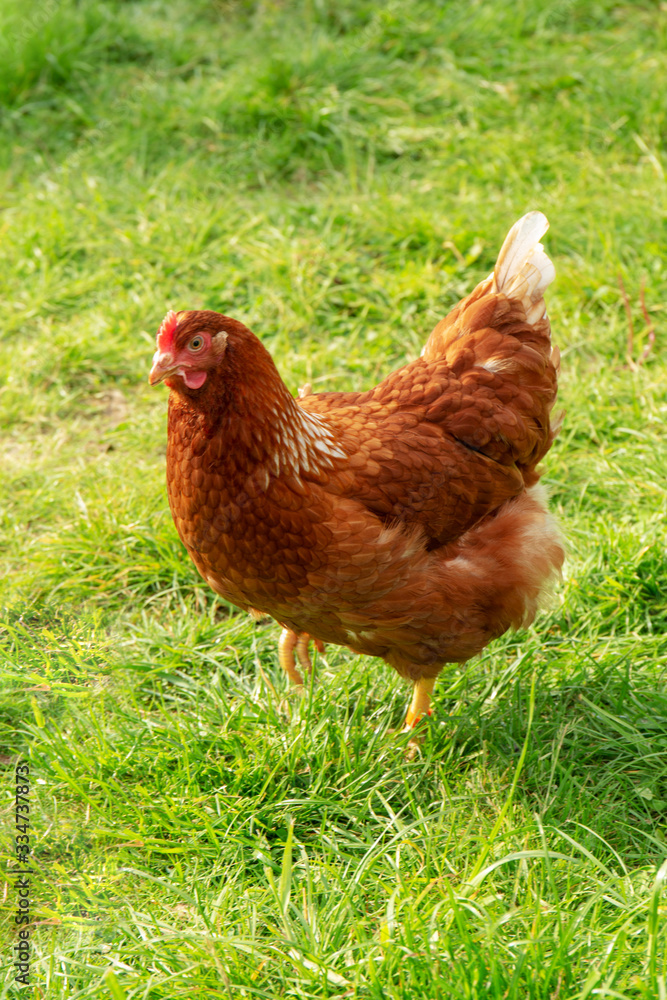 Fototapeta premium Rhode Island Red