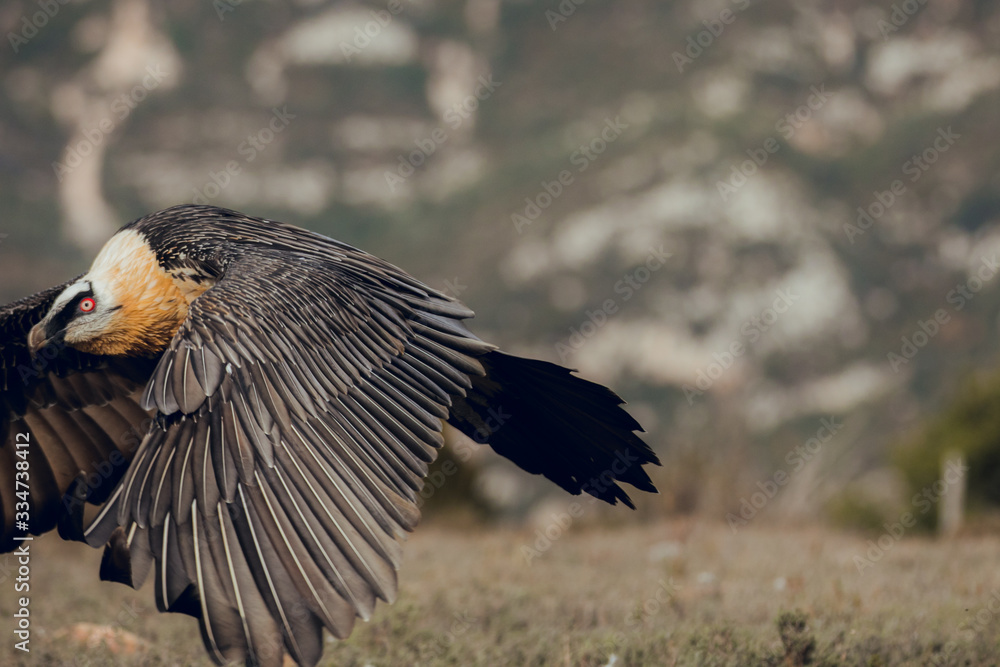 Adult bearded vulture landing on a rock ledge where bones have been placed. Rare mountain bird, fly in winter, animal in stone habitat, with food on legs Adult bearded vulture landing on a rock ledge where bones have been placed. Rare mountain bird, fly in winter, animal in stone habitat, with food on legs