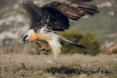 Adult bearded vulture landing on a rock ledge where bones have been placed. Rare mountain bird, fly in winter, animal in stone habitat, with food on legs photo