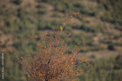 Green bird on bush in the Pyrenees mountains in Spain photo