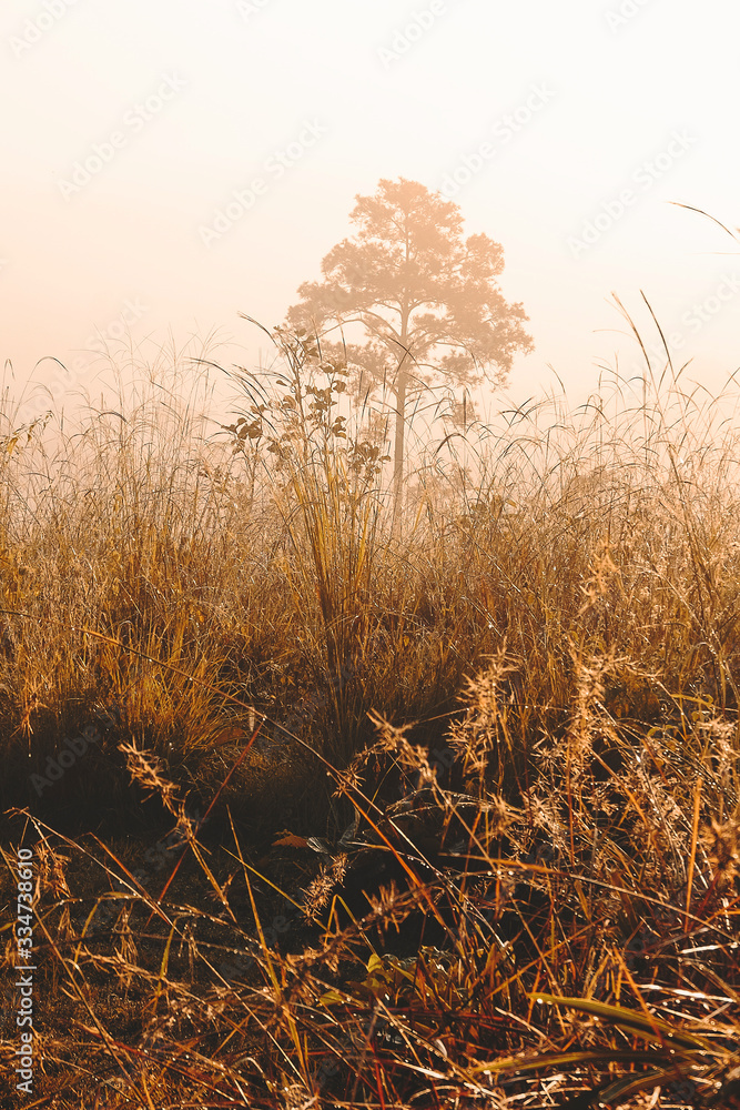 Fototapeta premium Roads and pine trees in Thung Salaeng Luang forest