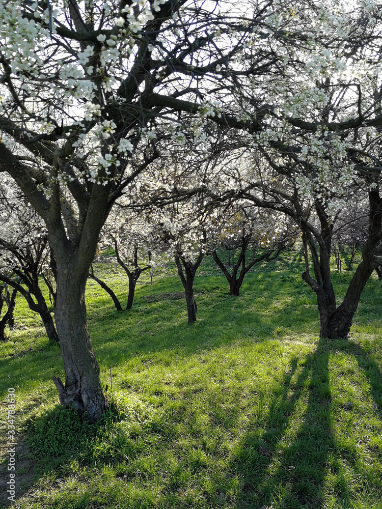 blooming blossoming trees in a park in spring blooming blossoming trees in a park in spring