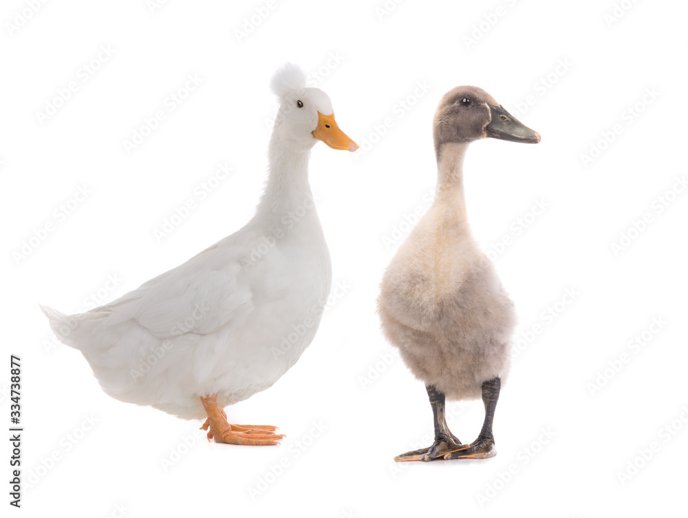 young duck and standing beautiful white duck isolated young duck and standing beautiful white duck isolated