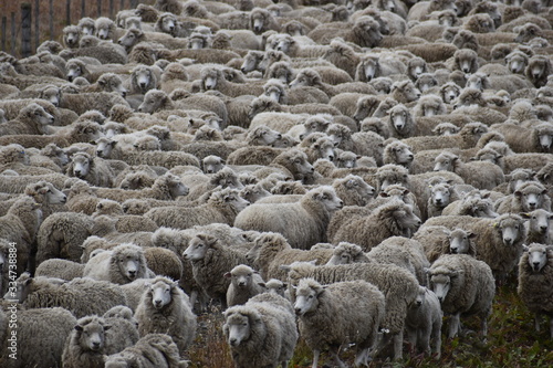 Many sheep on a meadow in Chile, Patagonia