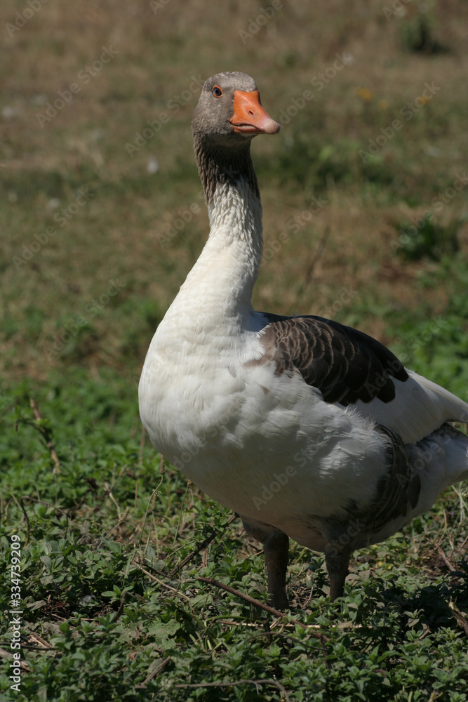 Obraz premium White goose walking at garden
