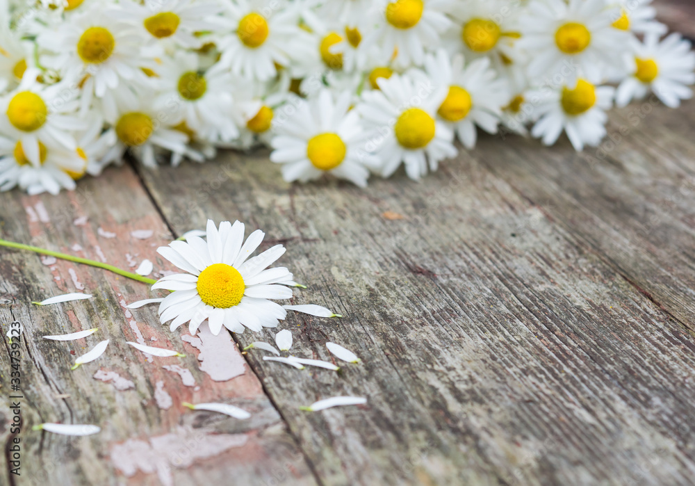 Obraz premium Wildflowers. Daisies. White flowers. Vintage floral background. Selective focus