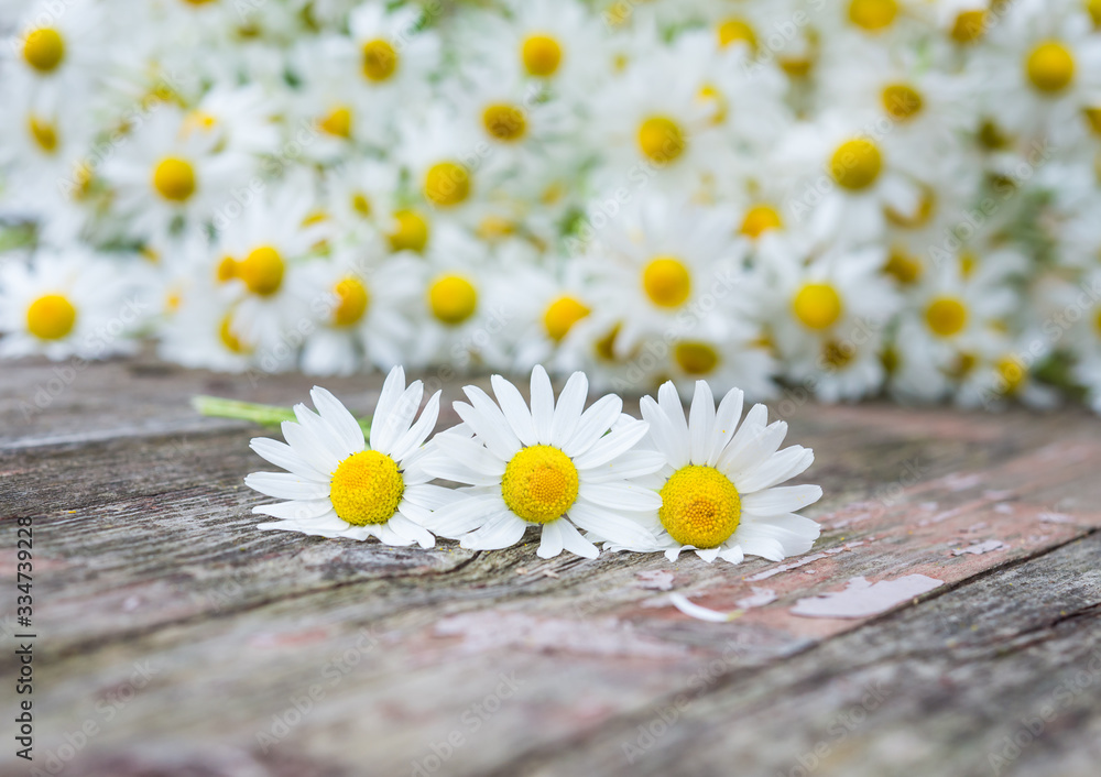 Obraz premium Wildflowers. Daisies. White flowers. Vintage floral background. Selective focus