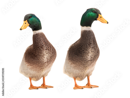  two brown standing beautiful white duck isolated on a white background.