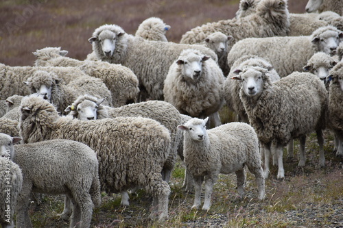 Many sheep on a meadow in Chile, Patagonia