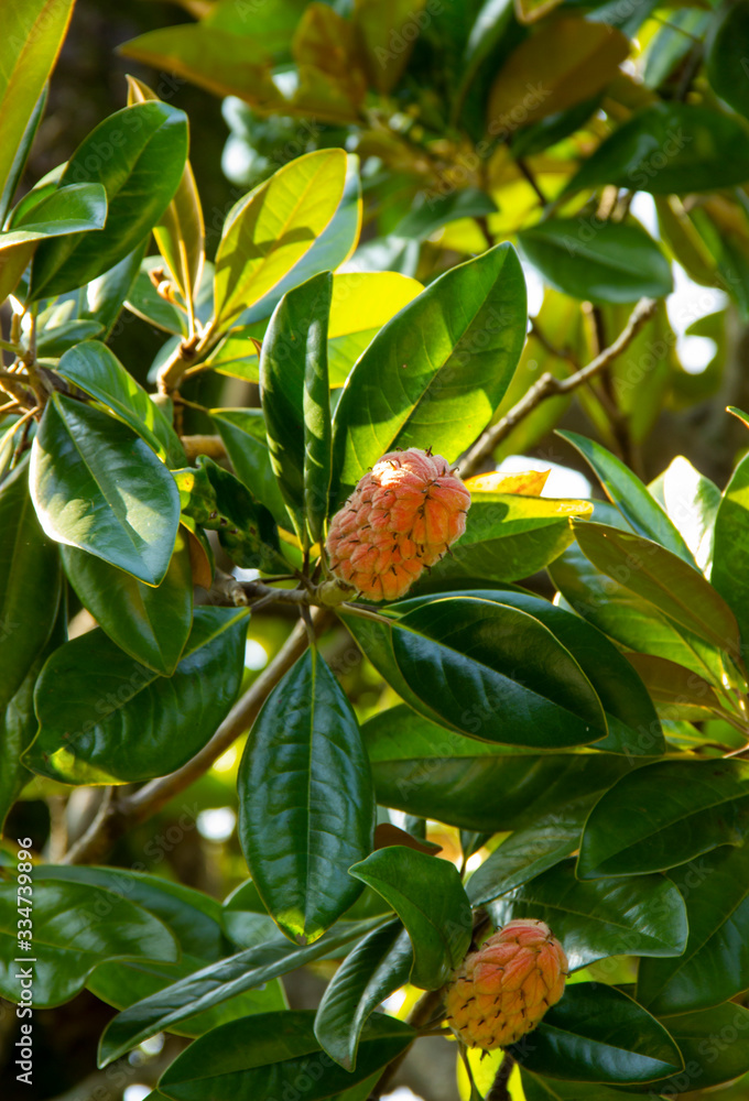 Magnolia Grandiflora tree, with seed pod and red, ripe seeds. genus of flowering plants in the Magnoliaceae family Magnolia Grandiflora tree, with seed pod and red, ripe seeds. genus of flowering plants in the Magnoliaceae family