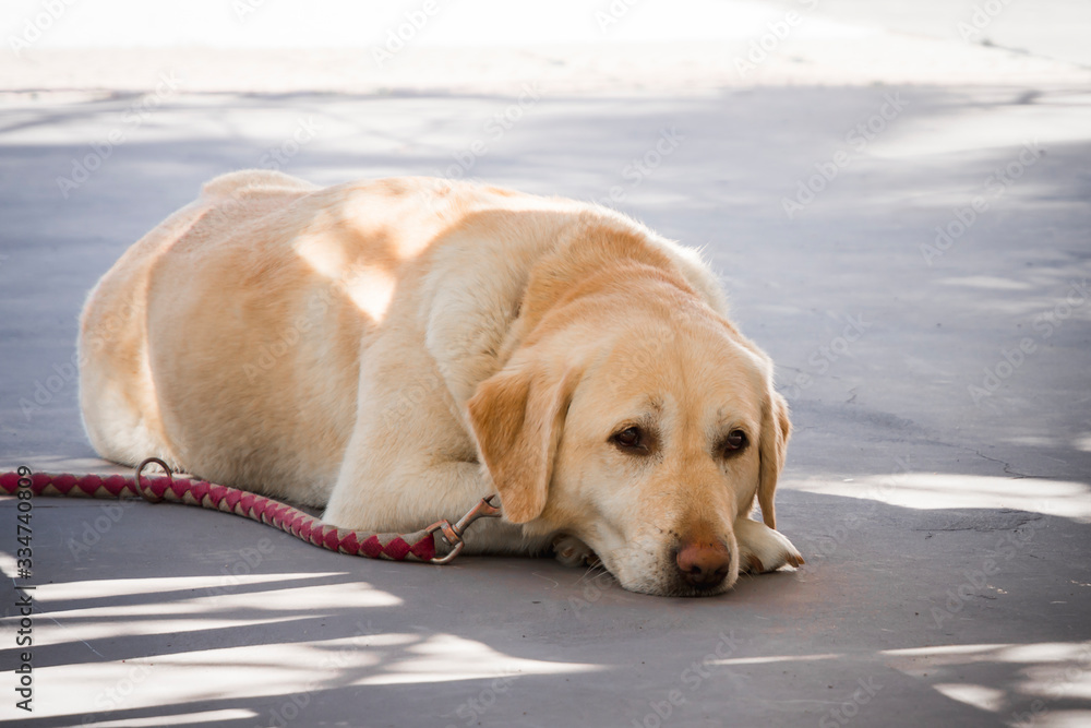 a beautiful labrador chair bored as he waits for his human to finish drinking coffee