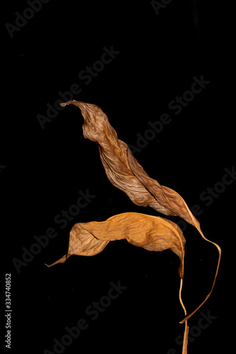 Large Brown Dried Leaves on Black Background Close Up