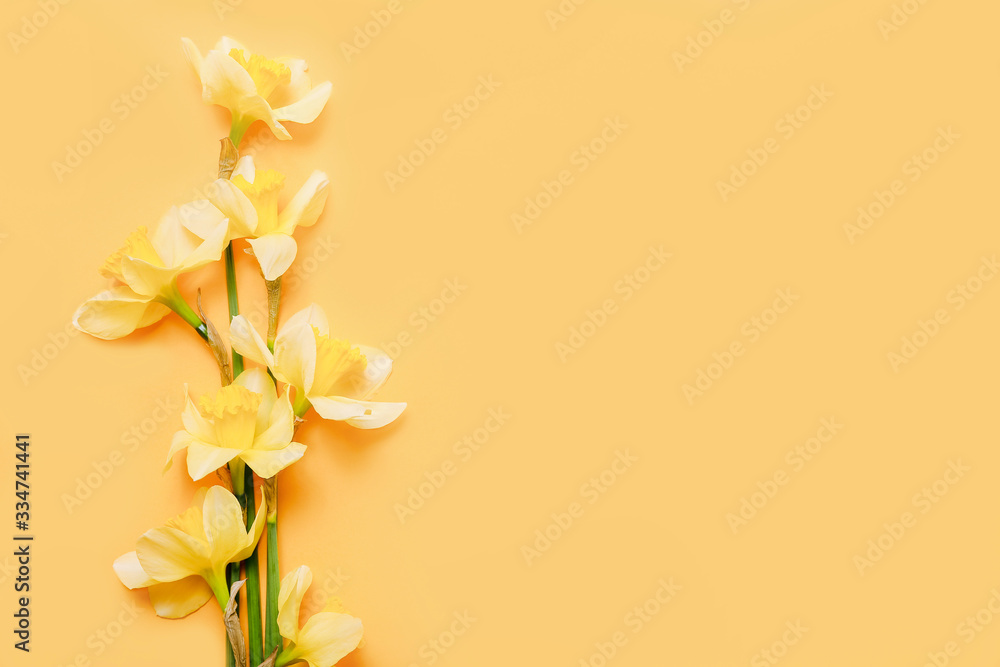 Obraz premium Spring narcissus flowers on yellow background. Top view