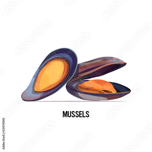 delicious seafood mussels in shell isolated on white background vector illustration
