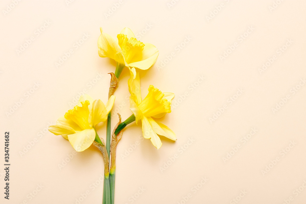 Spring narcissus flowers on color background. Top view