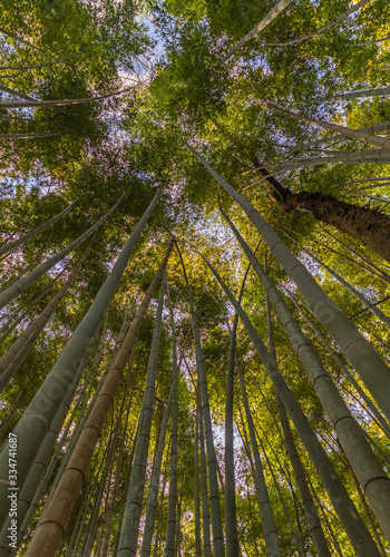 Bamboo Forest VII