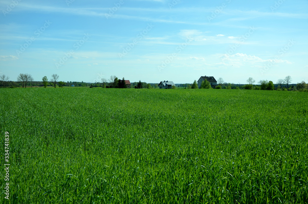 Wheat field beautiful landscape in the countryside Wheat field beautiful landscape in the countryside