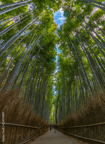 Bamboo Forest XI