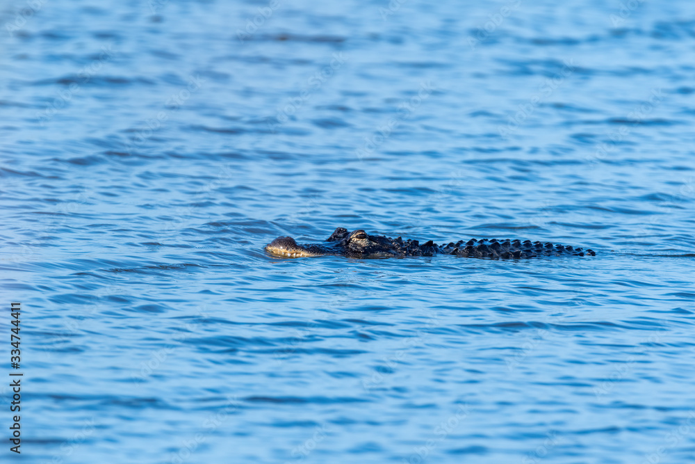 Fototapeta premium An American alligator (Alligator mississippiensis) stalks it's prey in the waters of Merritt Island, Florida.