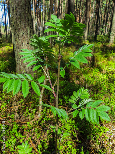 Young shoots and blossoming leaves of mountain ash on a tree in spring.