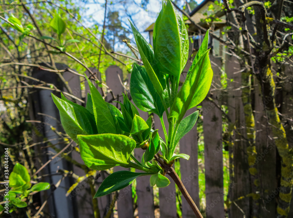Young shoots and blossoming leaves of lilac in the spring. Young shoots and blossoming leaves of lilac in the spring.