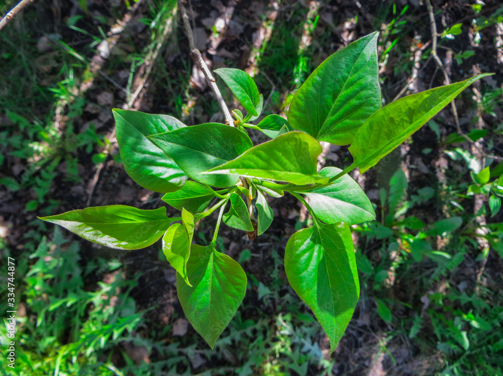 Young shoots and blossoming leaves of lilac in the spring. Young shoots and blossoming leaves of lilac in the spring.