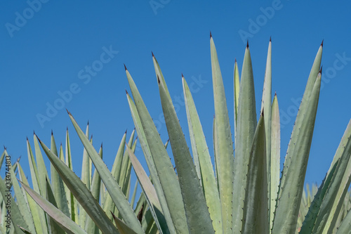 Wall Mural Thorn leaves of espadín smallsword, (Agave angustifolia), the predominant agave in Oaxaca, Mexico, used for making mezcal, against a blue sky background