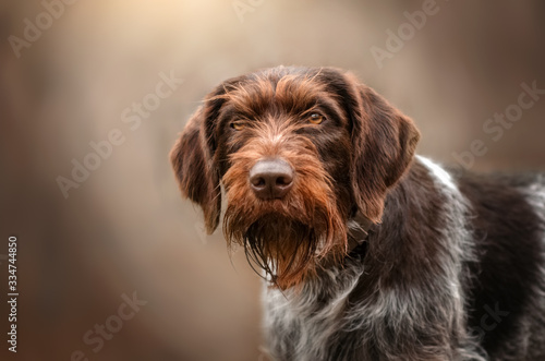 Drahthaar hunting dog beautiful portrait in the forest spring walk with the dog