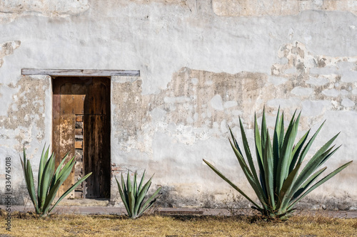 A Mexican scene of three espadin agave plants, against a rugged peeling white wall with a wood door, in Oaxaca, Mexico photo