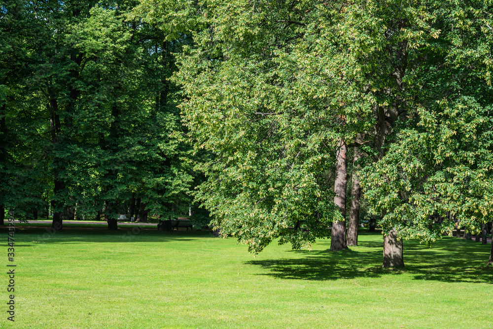 Obraz premium Summer sunny day. Linden tree in park